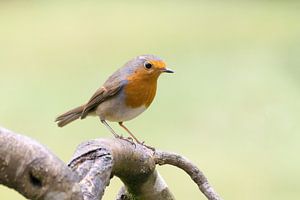 Robin sur la branche