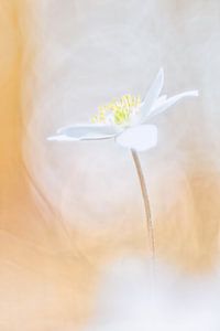 Bosanemoon in het avondlicht - Abstracte natuurfotografie