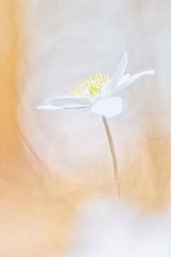 Wood anemone in the evening light - Abstract nature photography