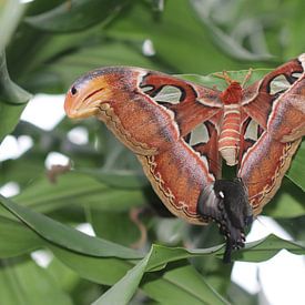 Atlas spinner van Matthias Brix