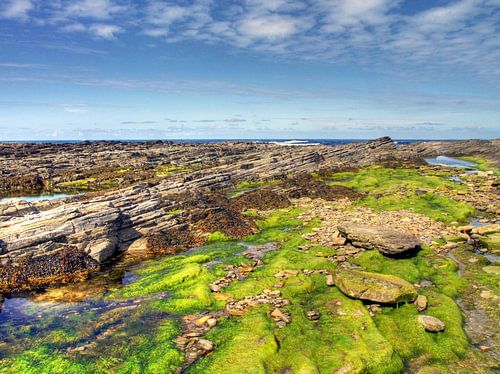 Fond de mer verte à marée basse