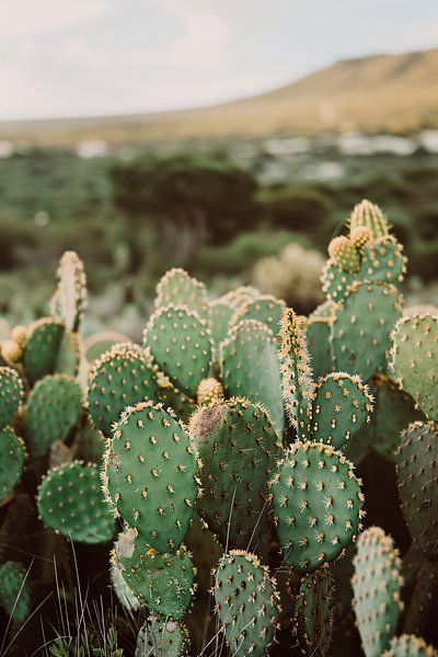 Vibrant green cacti in vast landscape by Imperial Art House