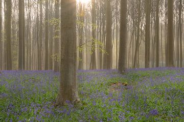 Sunlight van Jan Koppelaar