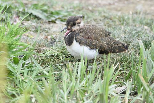 Screaming lapwing