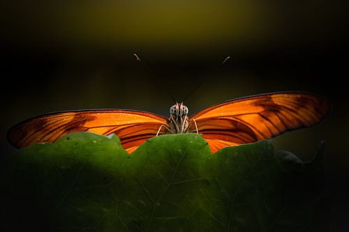 Lichtflügel