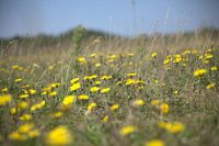 Dandelion, field full