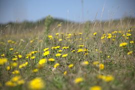 Dandelion, field full