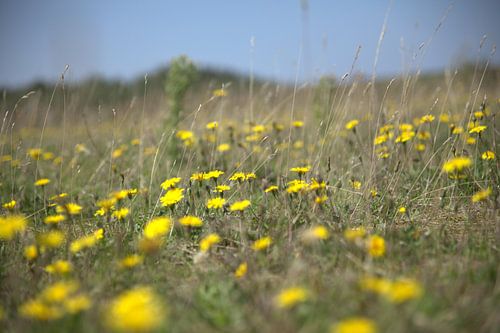 Löwenzahn, Feld voll