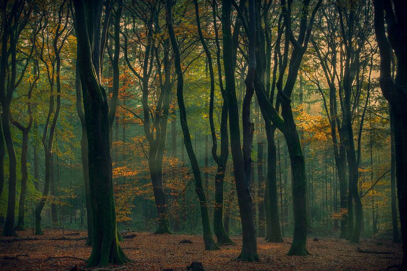 Autumn Woods. by Larissa Rand