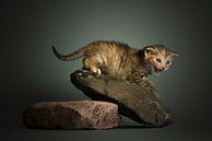 Pebbles van Stichting Kittenopvang Kitten&Co thumbnail