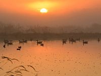 Ducks at sunrise