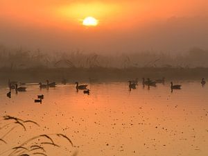 Ducks at sunrise sur Wilma van Zalinge