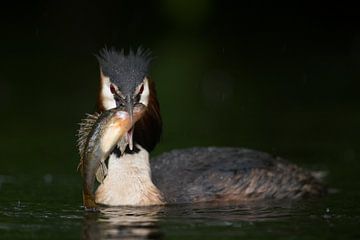 Great Crested Grebe ( Podiceps cristatus ) presenting its prey, with hunted fish (bass) , successful by wunderbare Erde