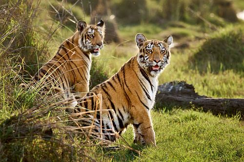 twee jonge Indiase tijgers van Jürgen Ritterbach