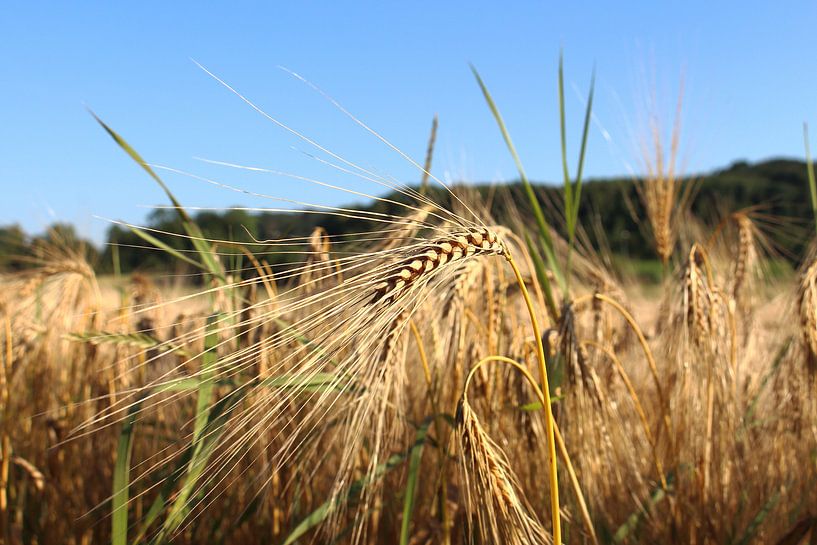 Kornfeld by Jürgen Döring