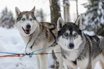 Husky honden in Fins Lapland van Rick Van der Poorten