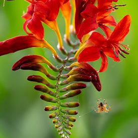 Fleur rouge sur Lex van Doorn
