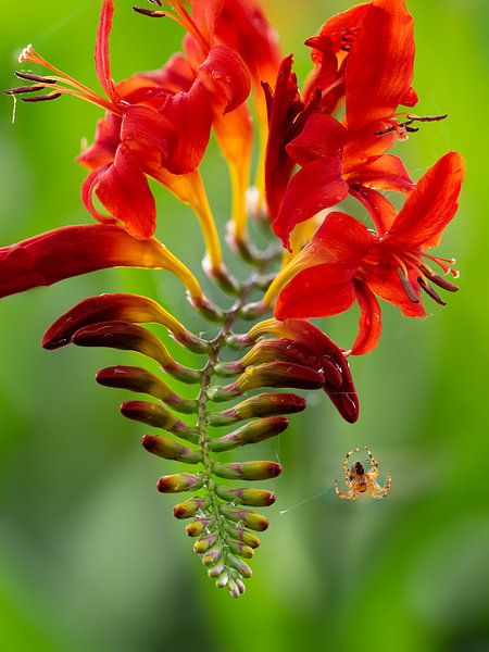 Fleur rouge par Lex van Doorn
