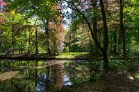 Zonnestralen in het Liesbos, Breda