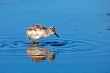 Bébé avocet au printemps aux Pays-Bas à la recherche de nourriture sur Eye on You