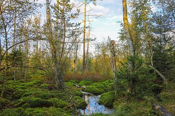 Paysage marécageux dans le marais de Schwenningen - Bade-Wurtemberg sur BlattArt - Christine Horn