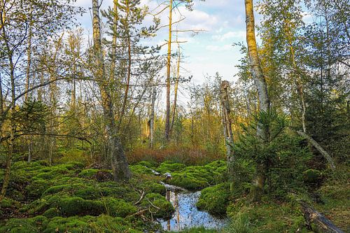 Slijklandschap in Schwenninger Moos - Baden-Württemberg