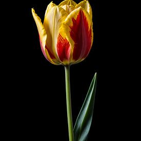 Yellow with red tulip by H.Remerie Photography and digital art