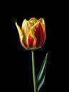 Yellow with red tulip by Hilde Remerie Photography and digital art thumbnail
