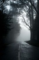 Neblige Straße durch den Wald