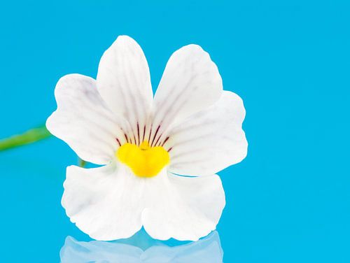Macro d'une fleur miroir d'elfe blanc