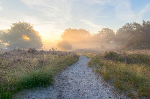 gouden licht