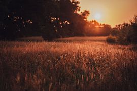 Sunset in Drenthe by Steffanie Schuster