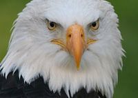 American Bald Eagle Portrait
