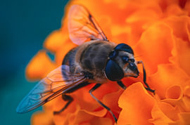 Hummler auf einer Blume von Atelier Alchemist
