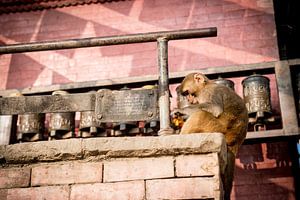 Affe im Affentempel Swayambhunath von Ellis Peeters