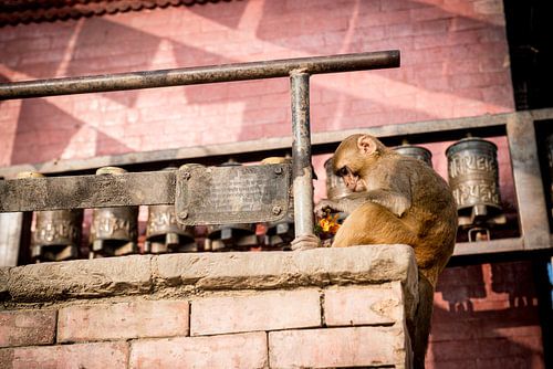 Aapje in de apentempel Swayambhunath