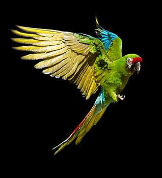 Kleiner Soldaten-Ara