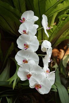 Weiße Schmetterlingsorchidee (Phalaenopsis amabilis)