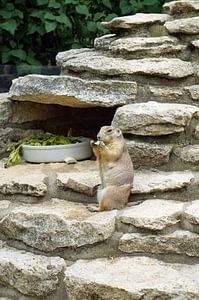 Erdmännchen