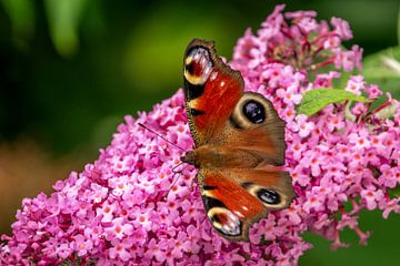 Kleurrijke vlinder op een kleurrijke bloem van Hylke Heidstra