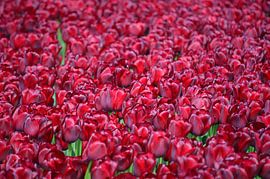 Beautiful purple velvet tulip field by Gerrit Pluister
