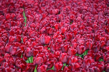 Prachtig paars fluwelen tulpenveld van Gerrit Pluister