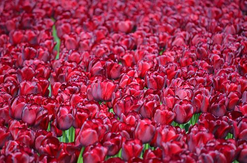 Prachtig paars fluwelen tulpenveld