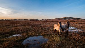 Love Horses sur Wad of Wonders