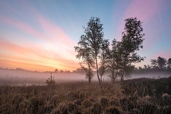 Kleiner Hasselsven im Nebel 2