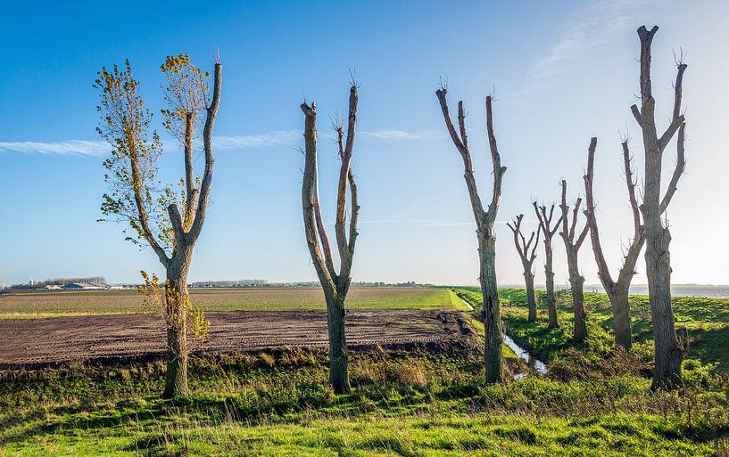 Kerzengekrönte Bäume im Kontrast zum blauen Himmel, Numansdorp von Ruud Morijn