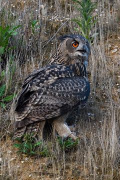 Eurasian Eagle Owl ( Bubo bubo ) sitting in the slope of a gravel pi van wunderbare Erde