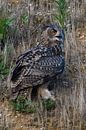 Uhu ( Bubo bubo ) in einer Kiesgrube, wildlife, Deutschland van wunderbare Erde thumbnail