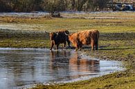 Schottische Kühe entlang dem Wasser an einem sonnigen Wintertag von Fotografiecor .nl Miniaturansicht