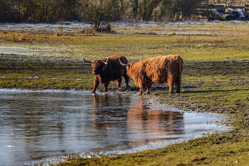 Schotse koeien langs het water op een zonnige winterdag